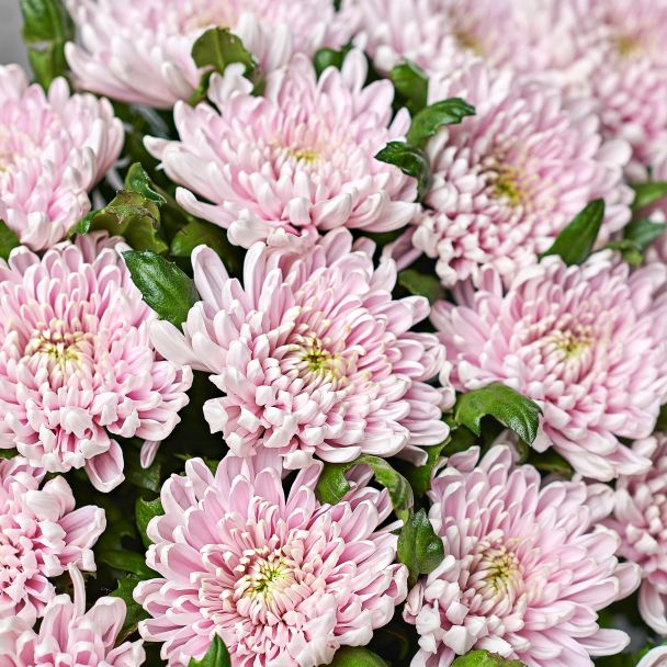 Хризантема "Россано" сиреневая