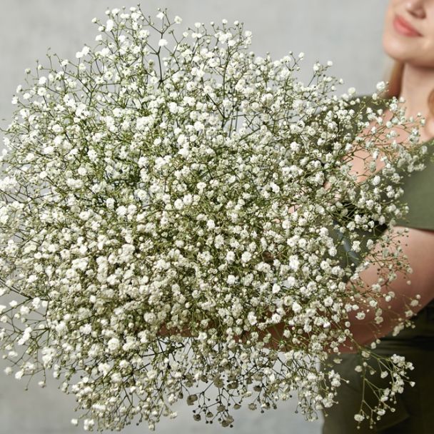 Гипсофила белая - купить в Барнауле за 299 ₽ с доставкой